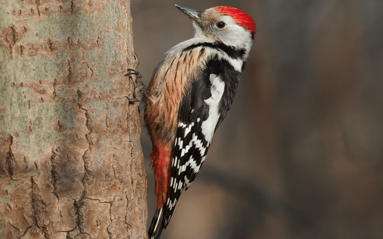 Woodpecker