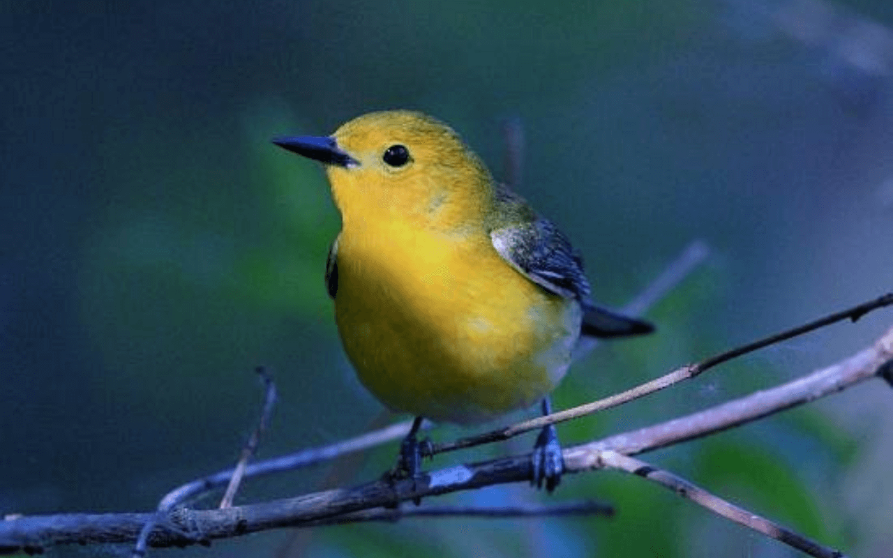 Yellow bird