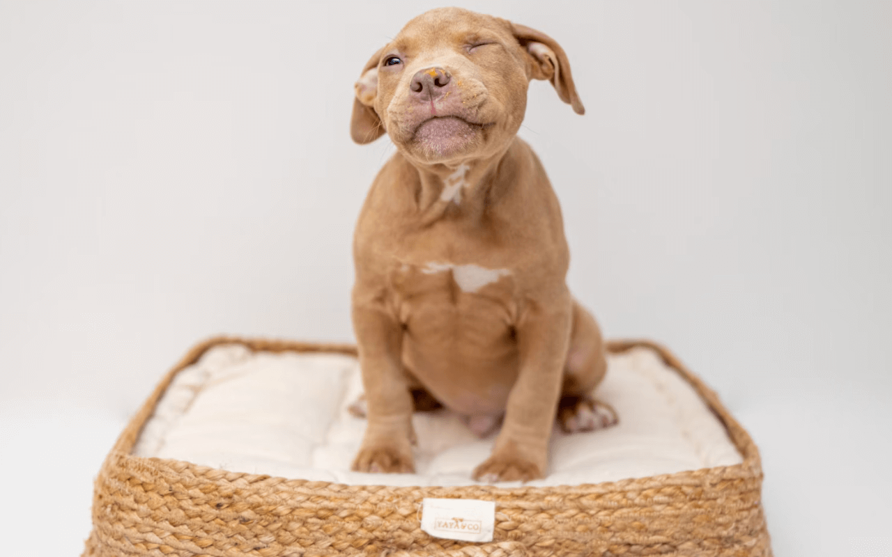 Light brown dog on a dog bed
