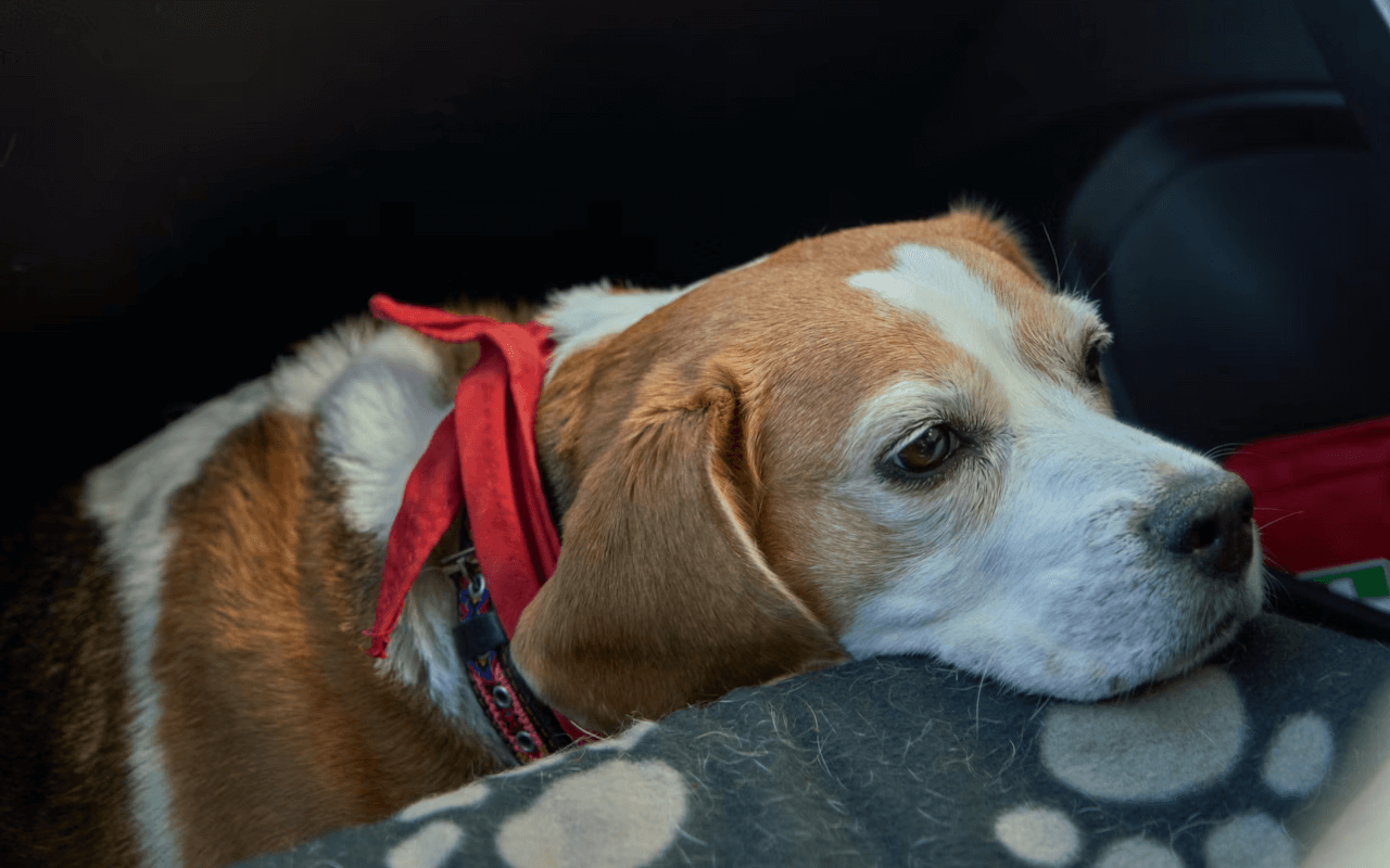 Sleepy dog in a car
