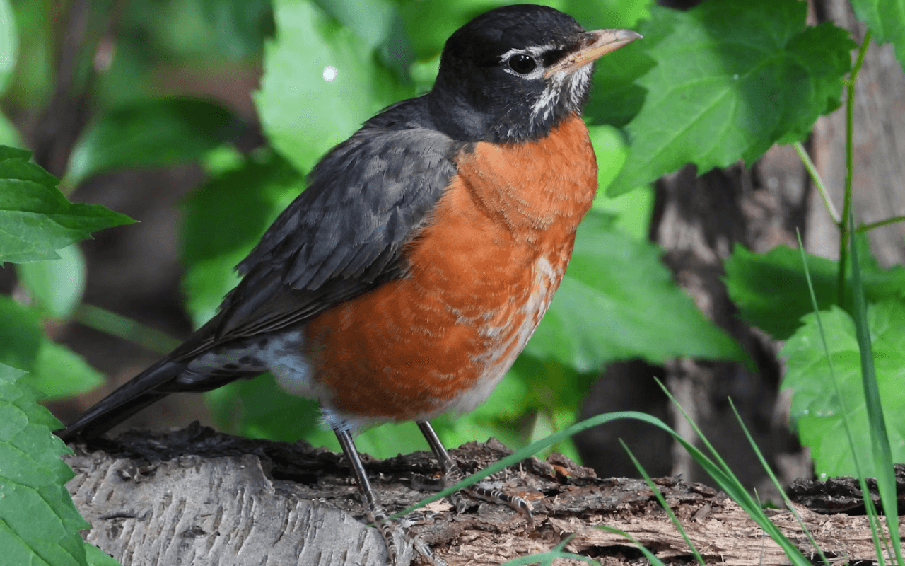 bird in Central Park