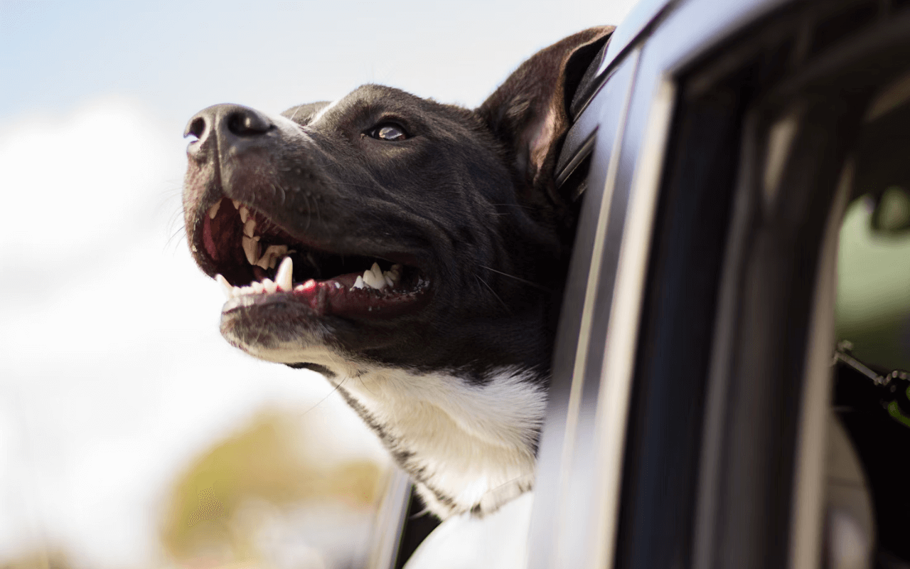 Dog sticking his head out a car window