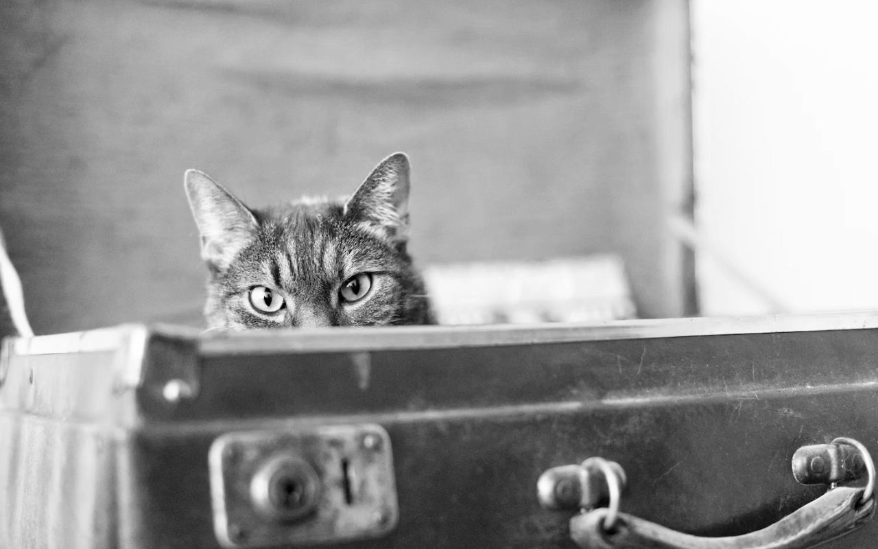 Cat in a suitcase