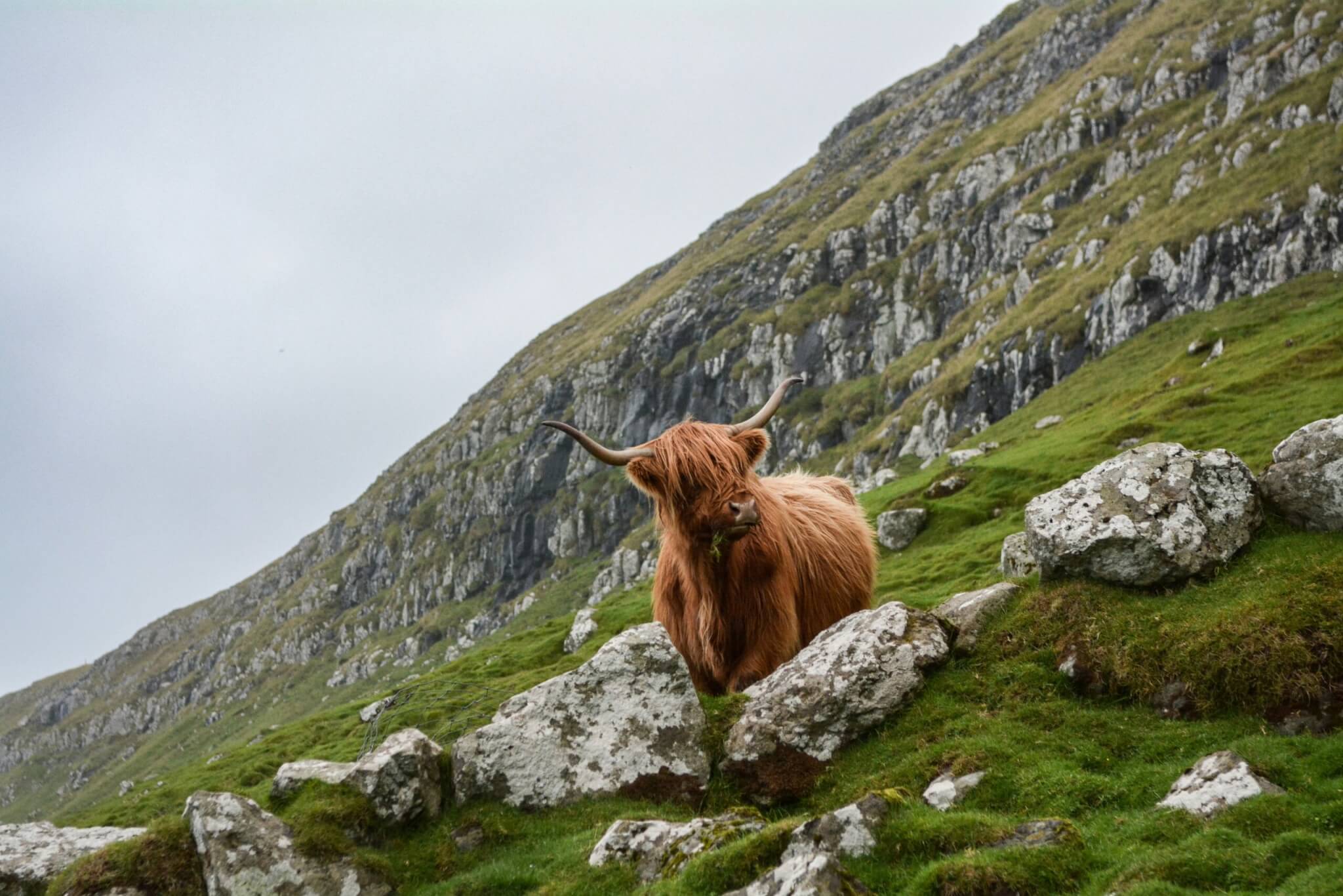 highland coo