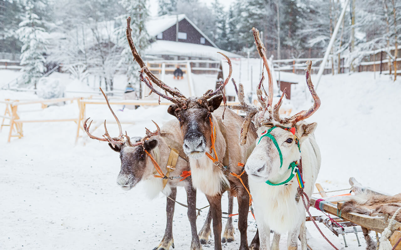 Sami Reindeer Racing