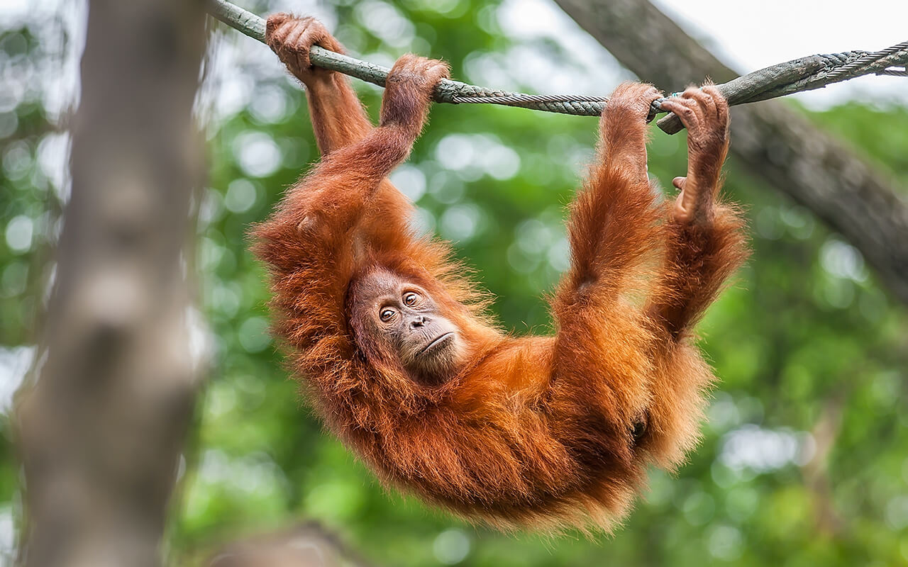 Monkey at a zoo