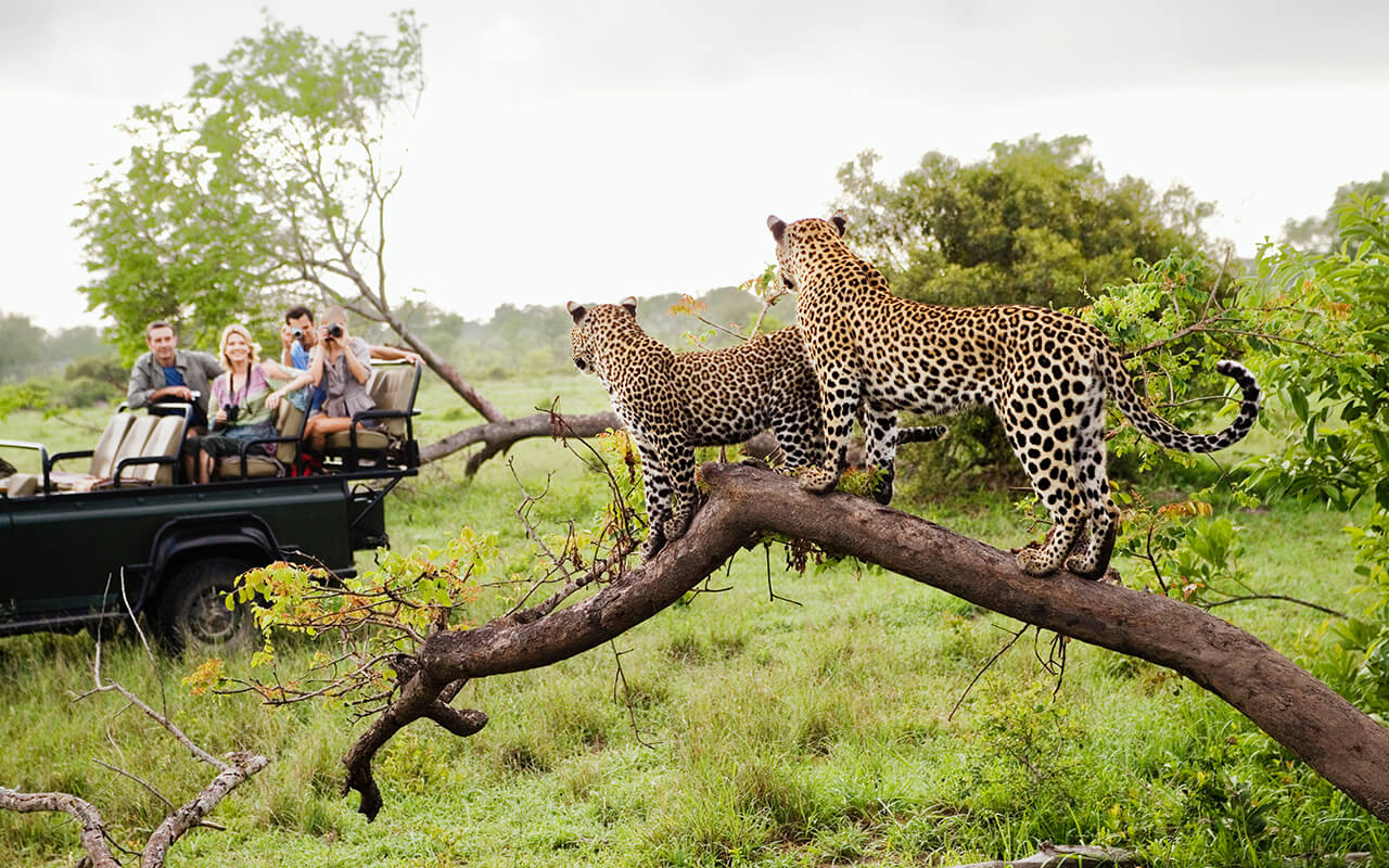 Two leopards on a tree branch while tourists watch from a safari vehicle