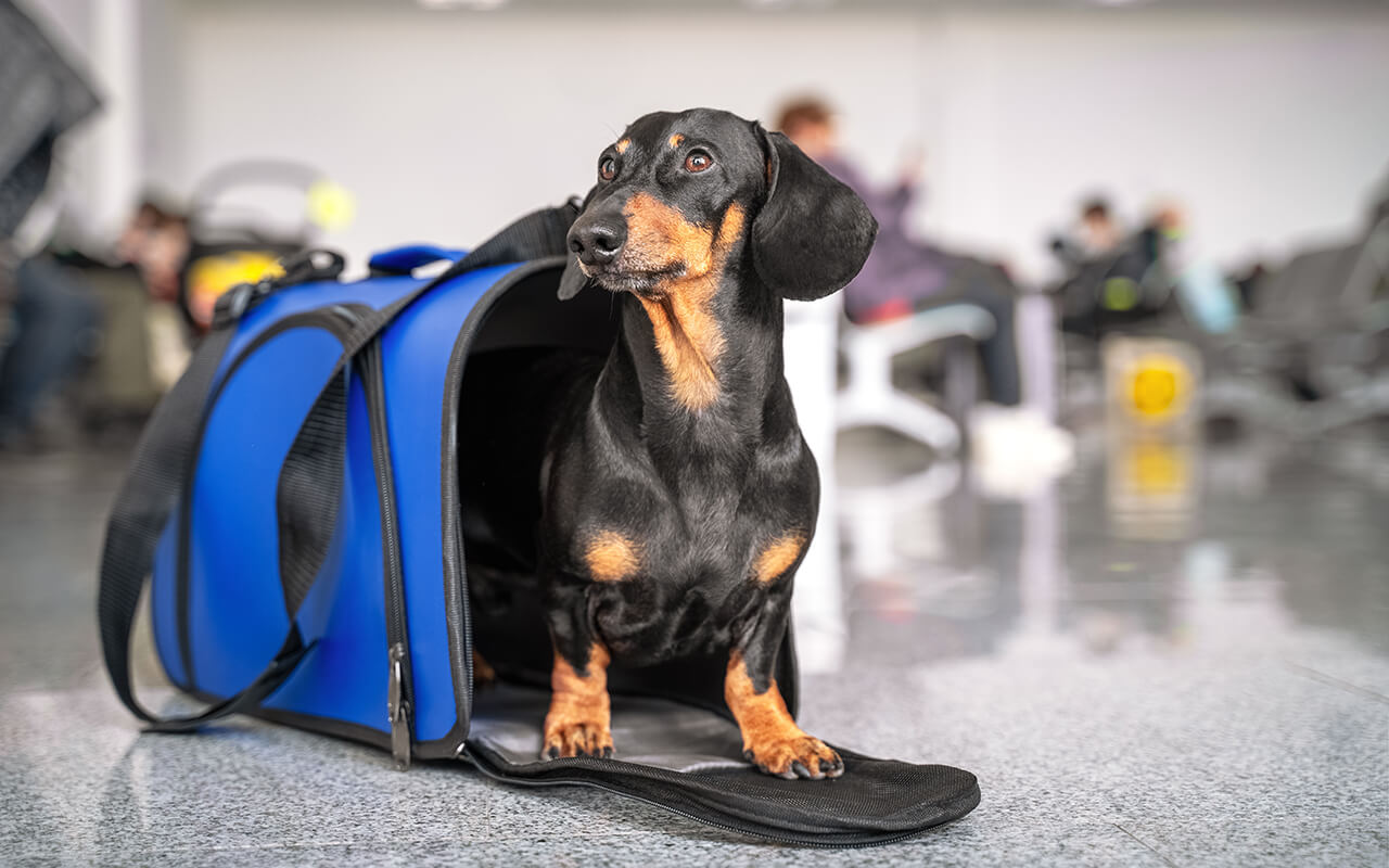 Dachshund sitting beside a blue pet carrier at the airport, symbolizing traveling with pets