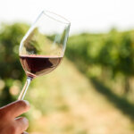 Hand holding a glass of red wine at a California vineyard