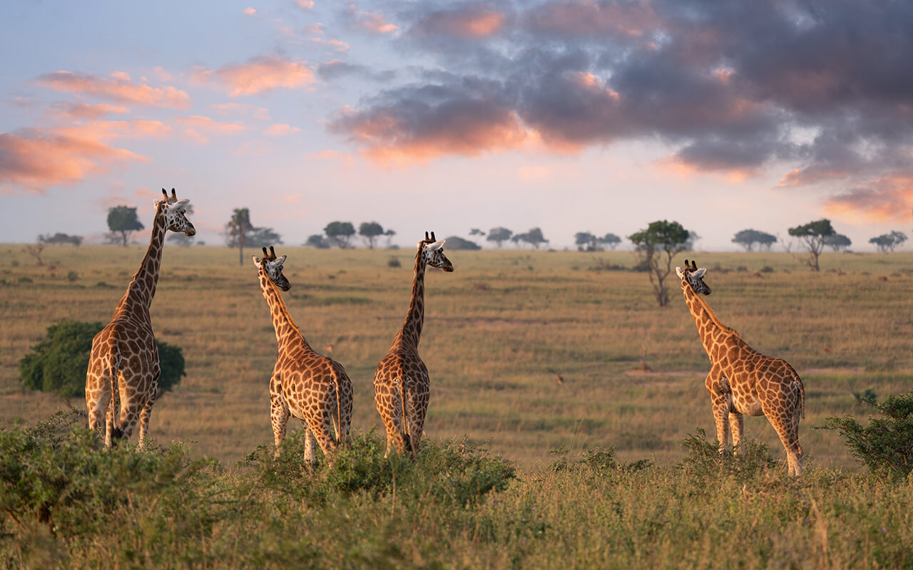 Baringo Giraffe, Giraffa camelopardalis