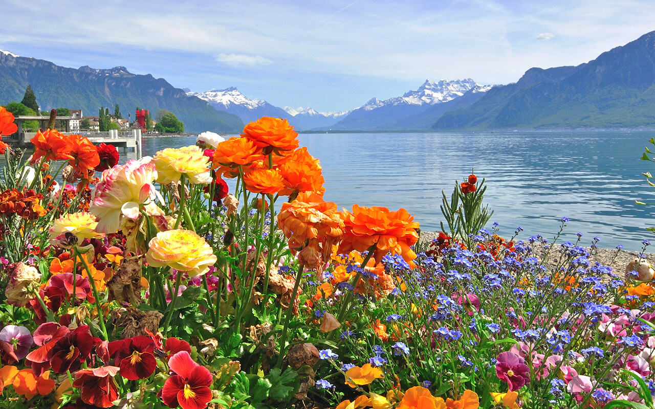 Colorful spring flowers blooming beside a lake with mountains in the background