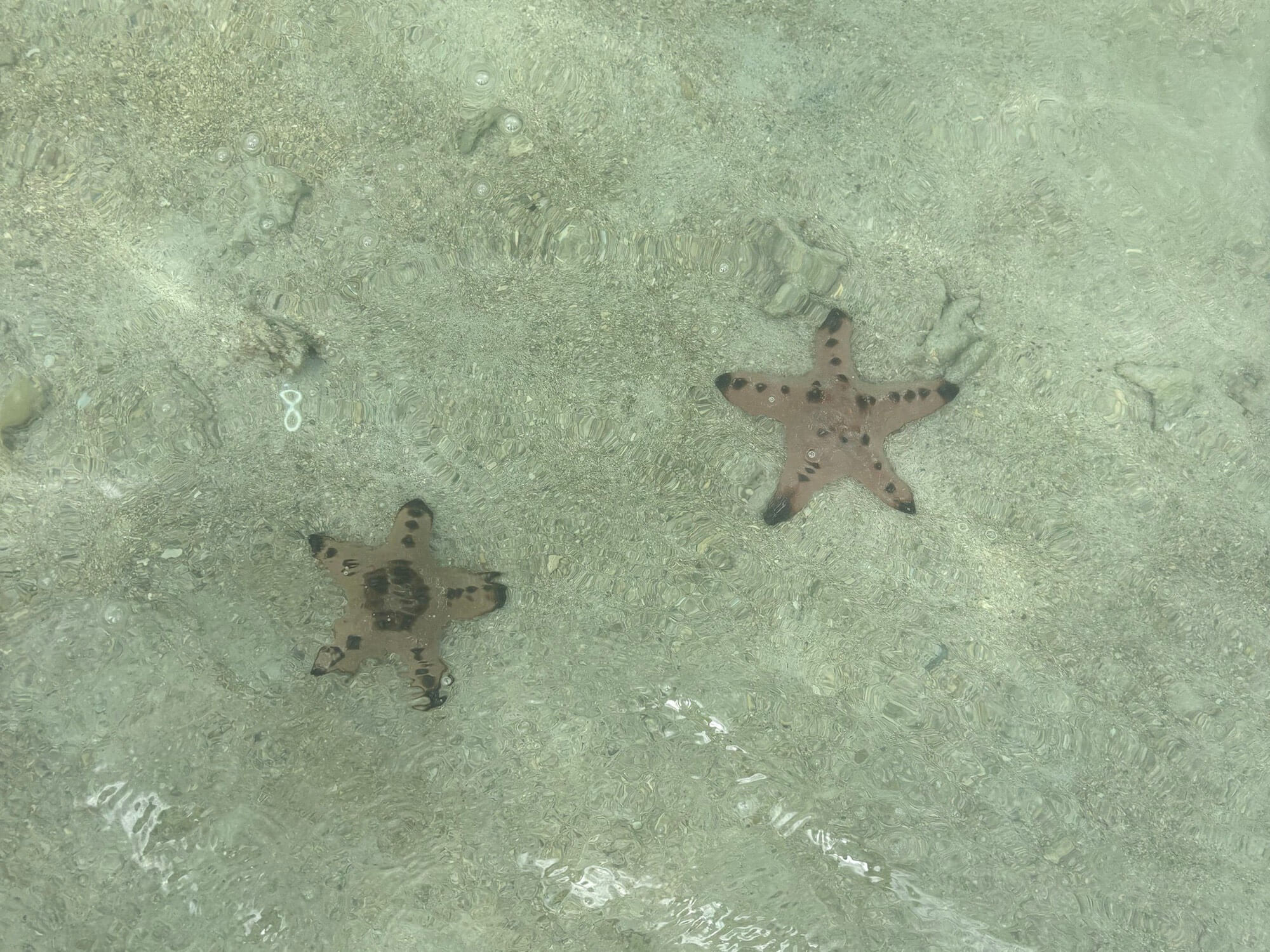 Starfish at the sandbar in Port Barton