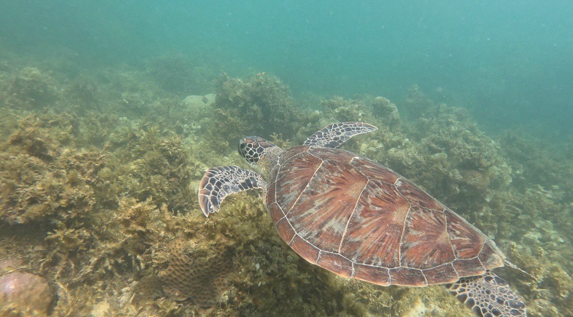 Turtle on the reef during island hopping tour 
