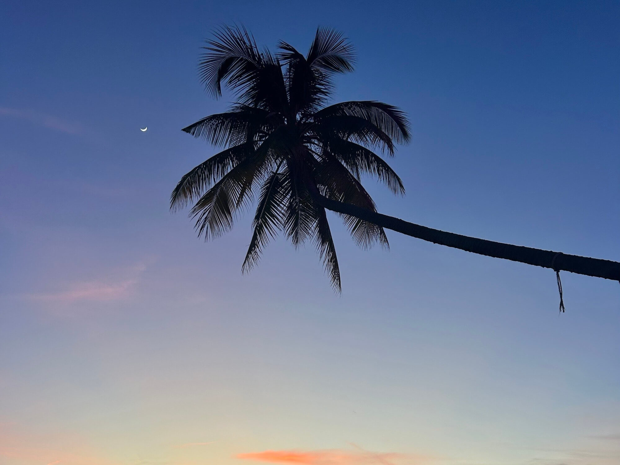 Palm tree in Vietnam