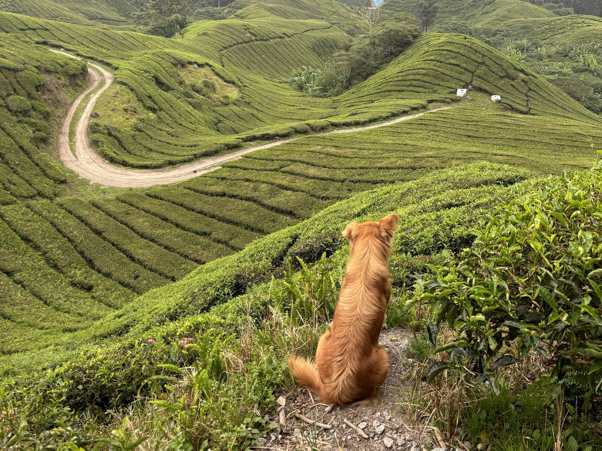 Tea plantations in Cameron Highlands 