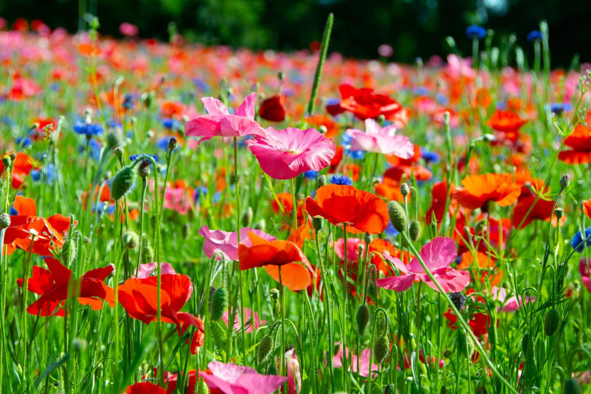 wildflowers