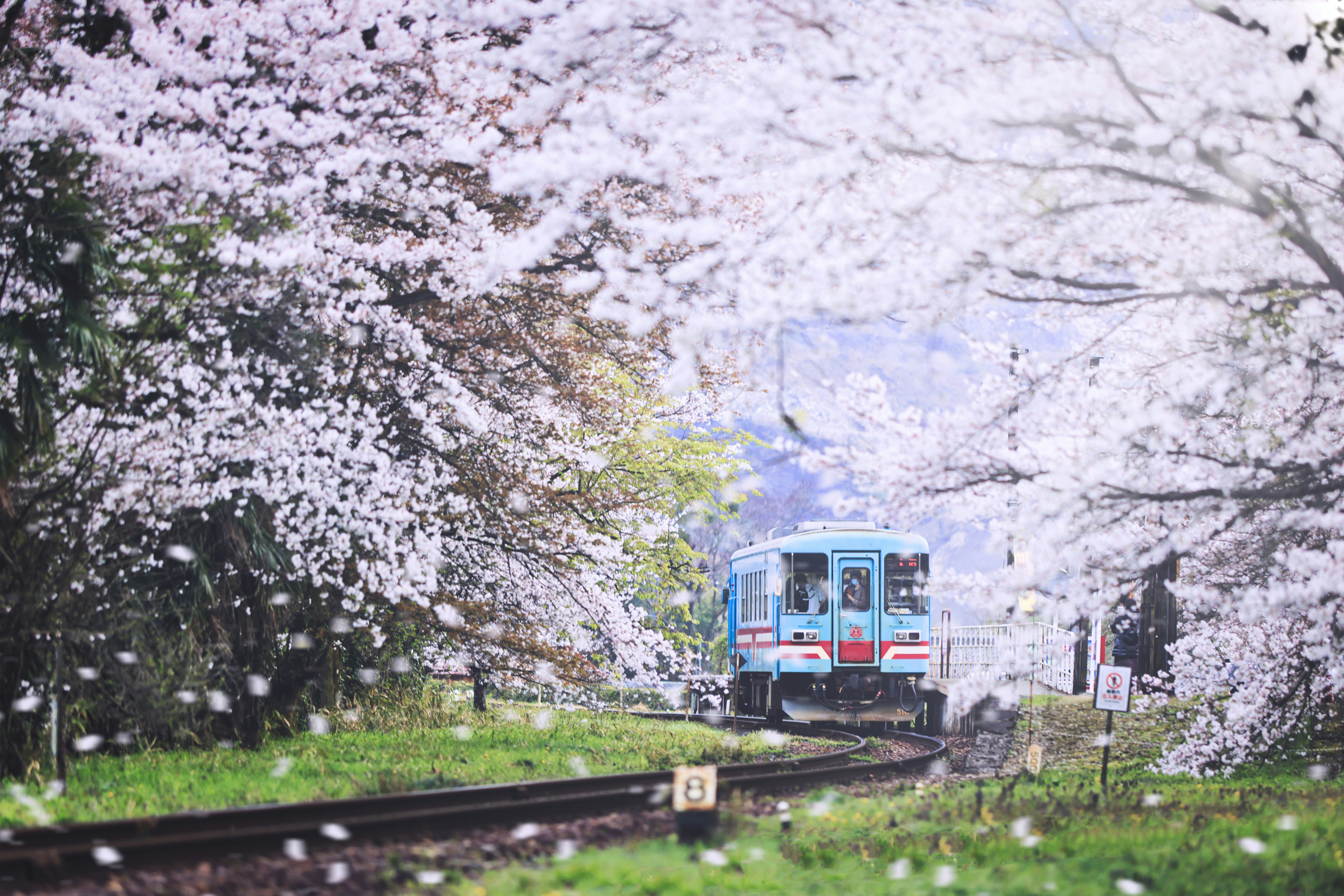 train and cherry blossoms