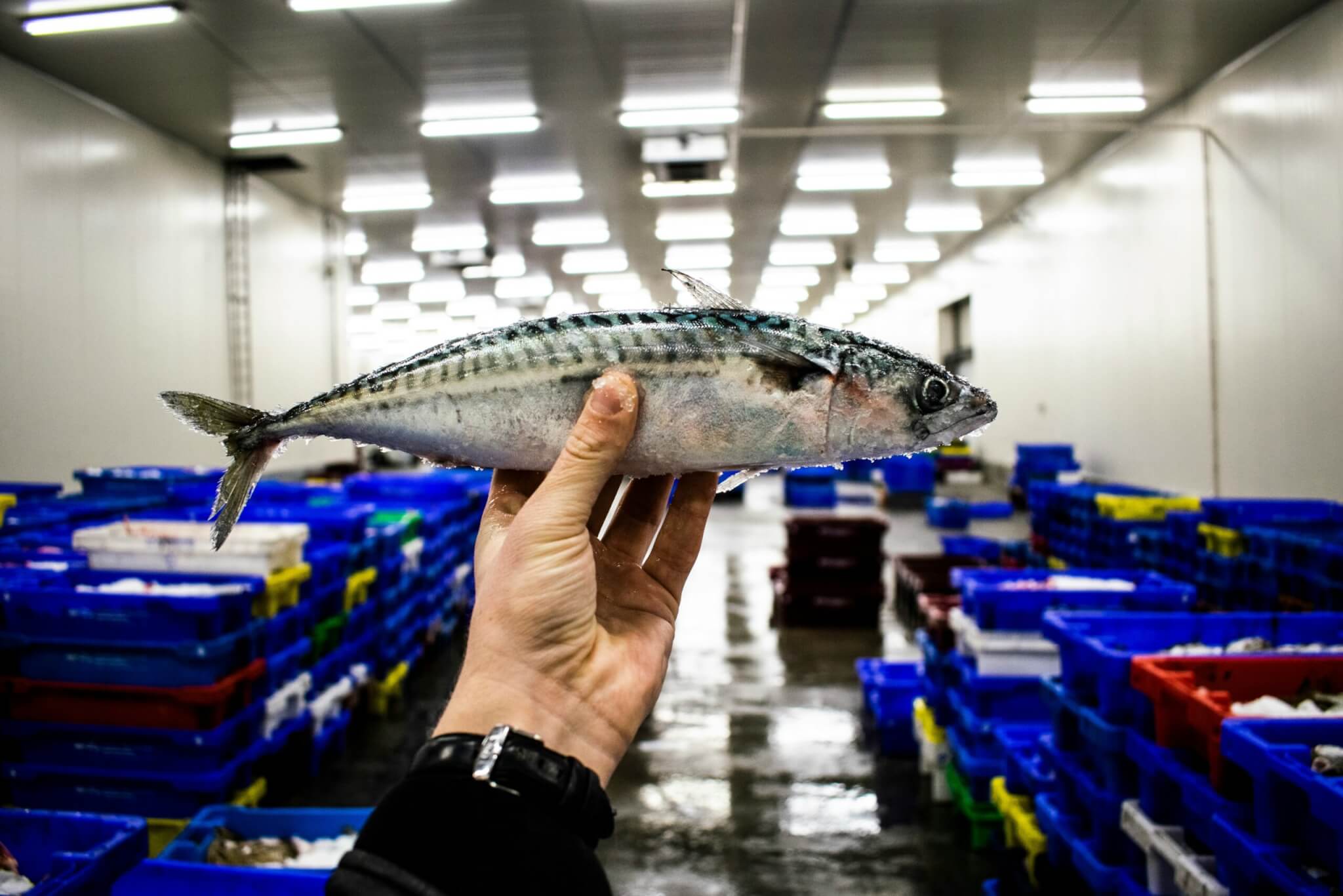 Frozen fish