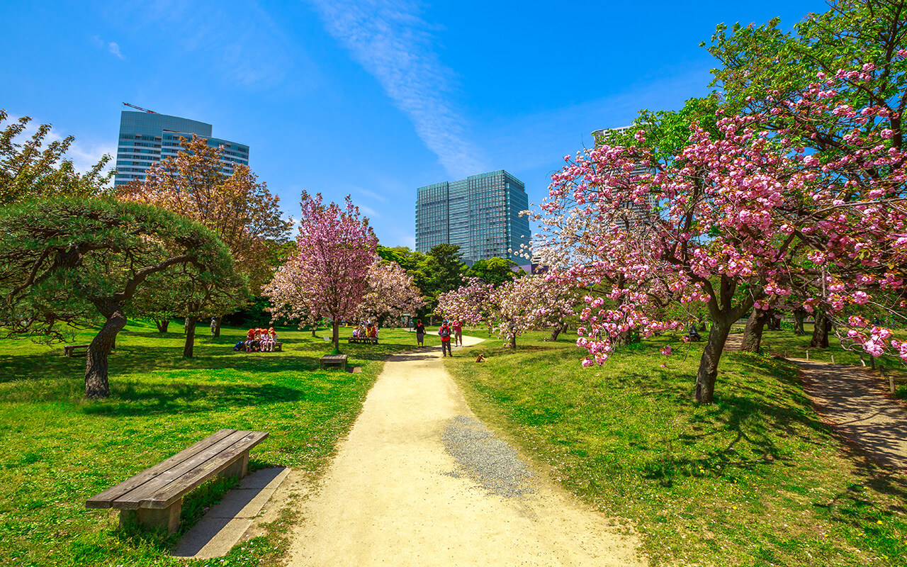 Landscape of Japanese sakura garden in Hamarikyu Gardens, Tokyo