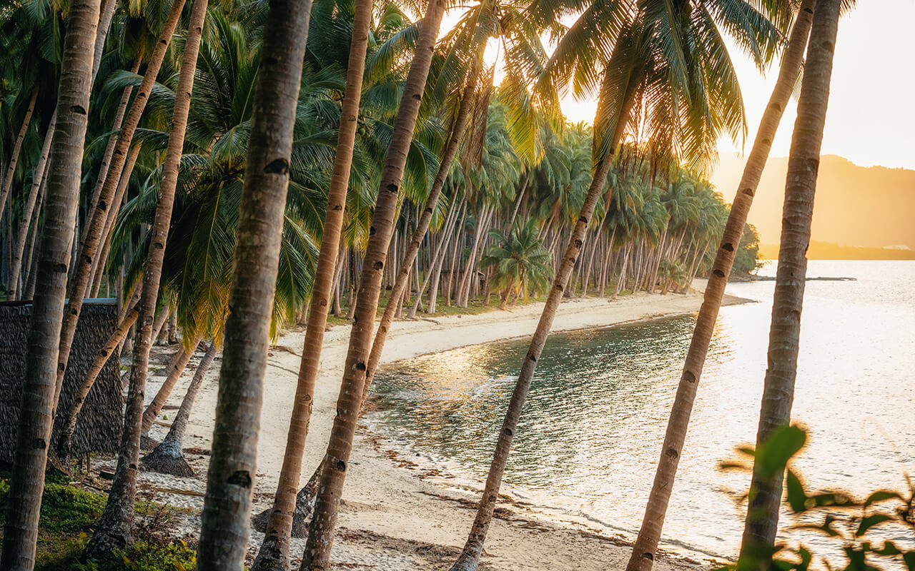 Jungle with palm trees on Coconut Beach in Port Barton, Palawan, Philippines