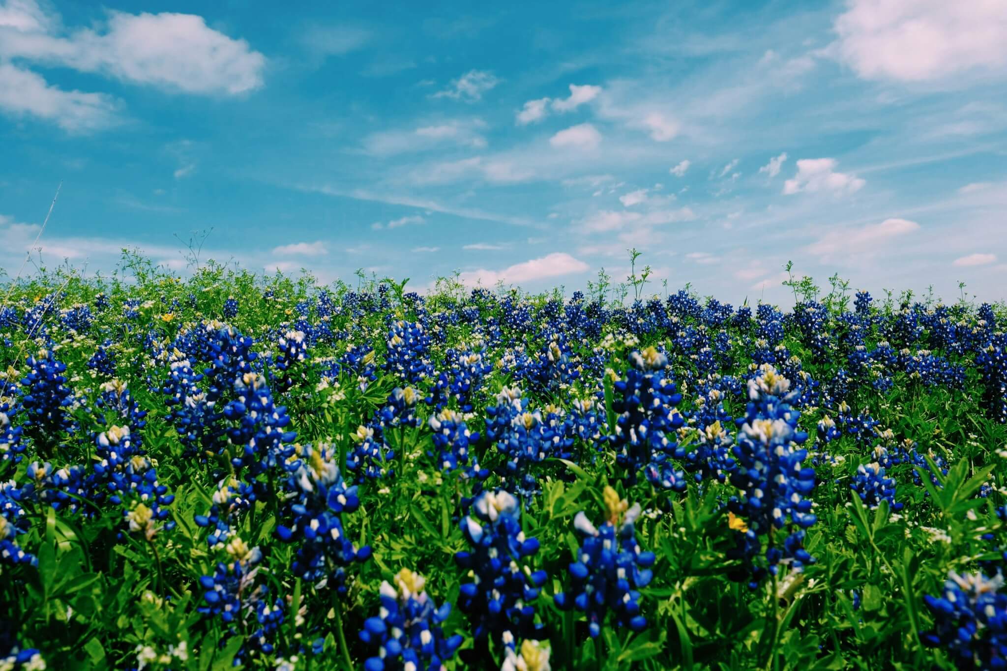 texas bluebonnets