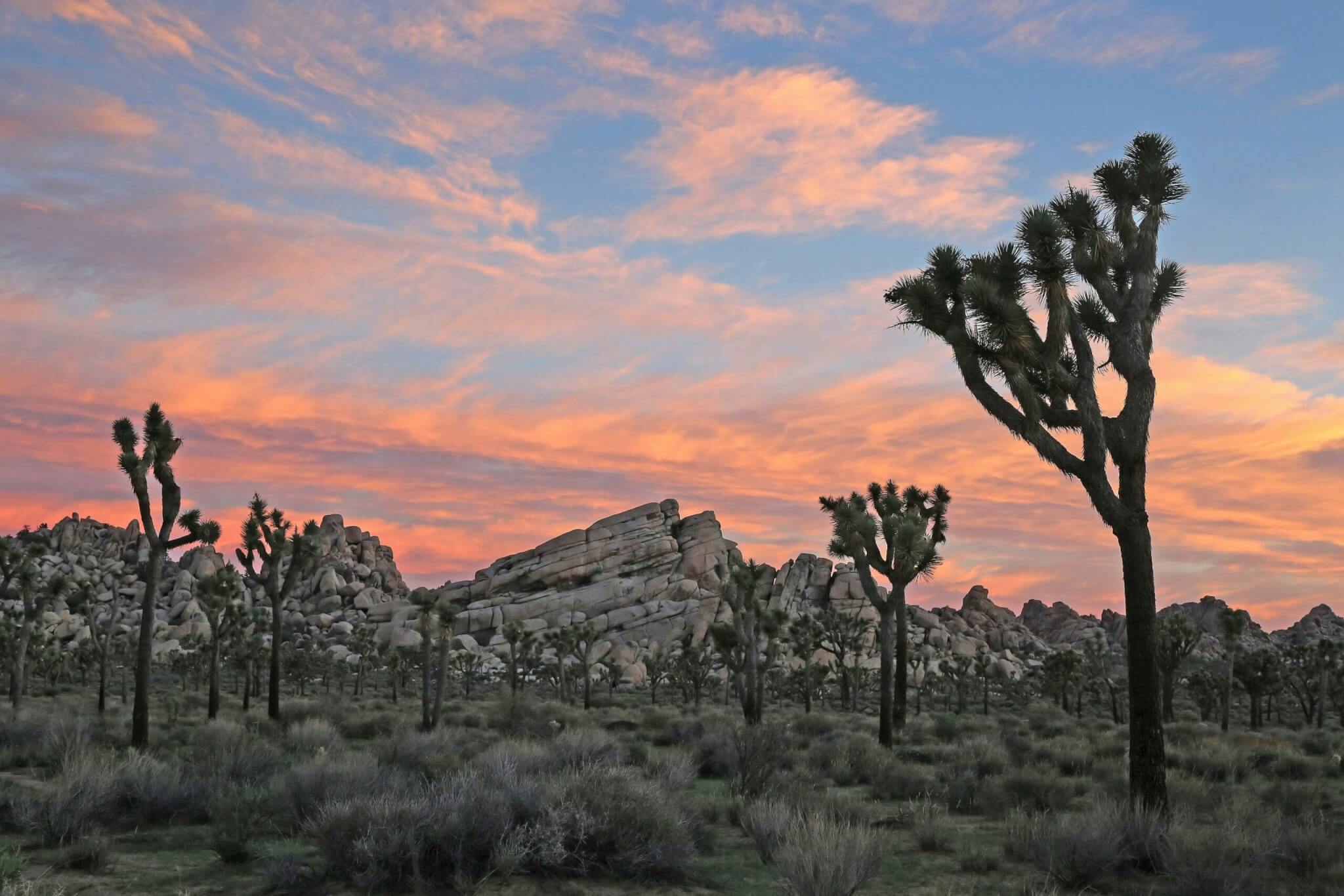 joshua tree national park