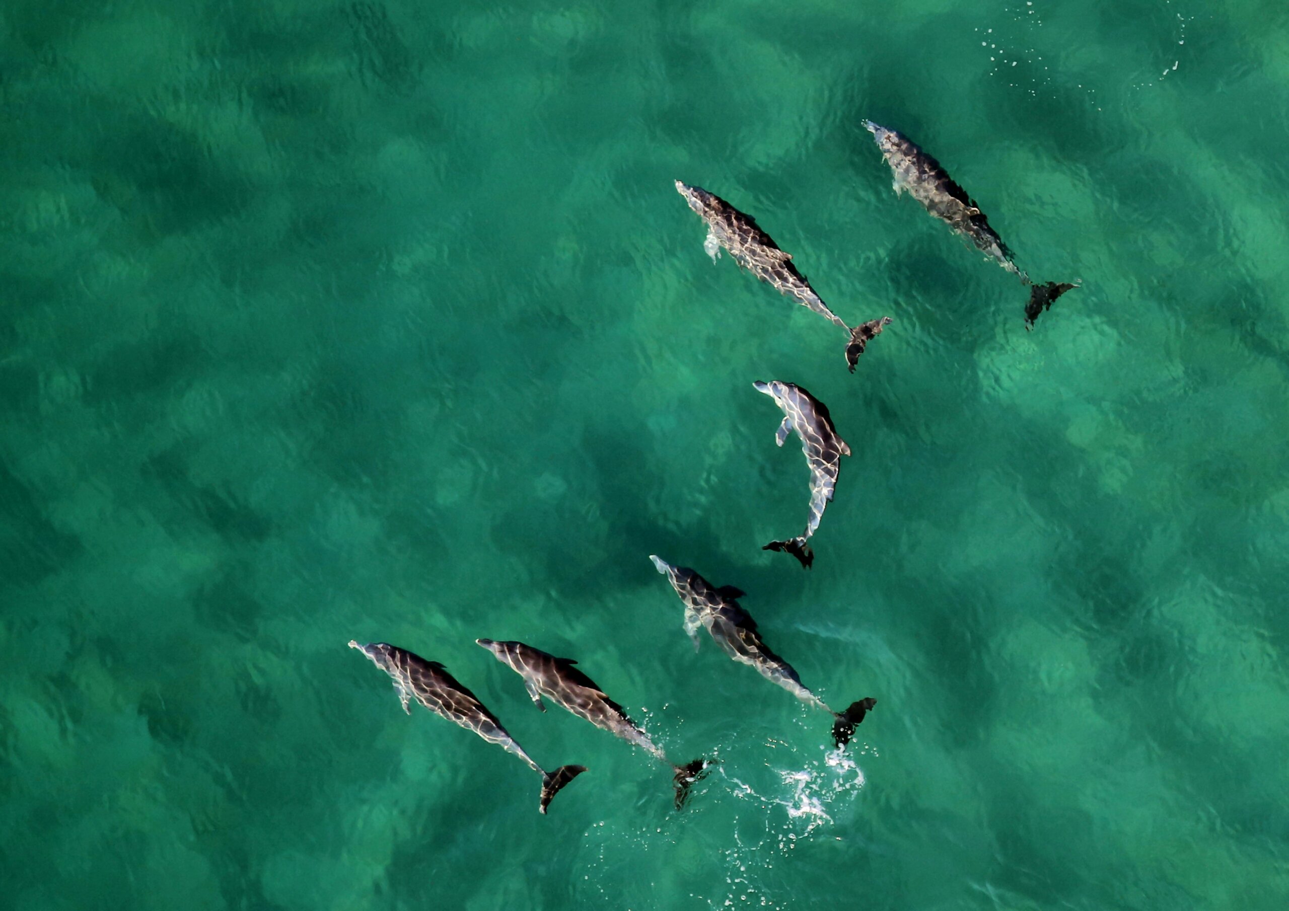 dolphins in ponta do ouro