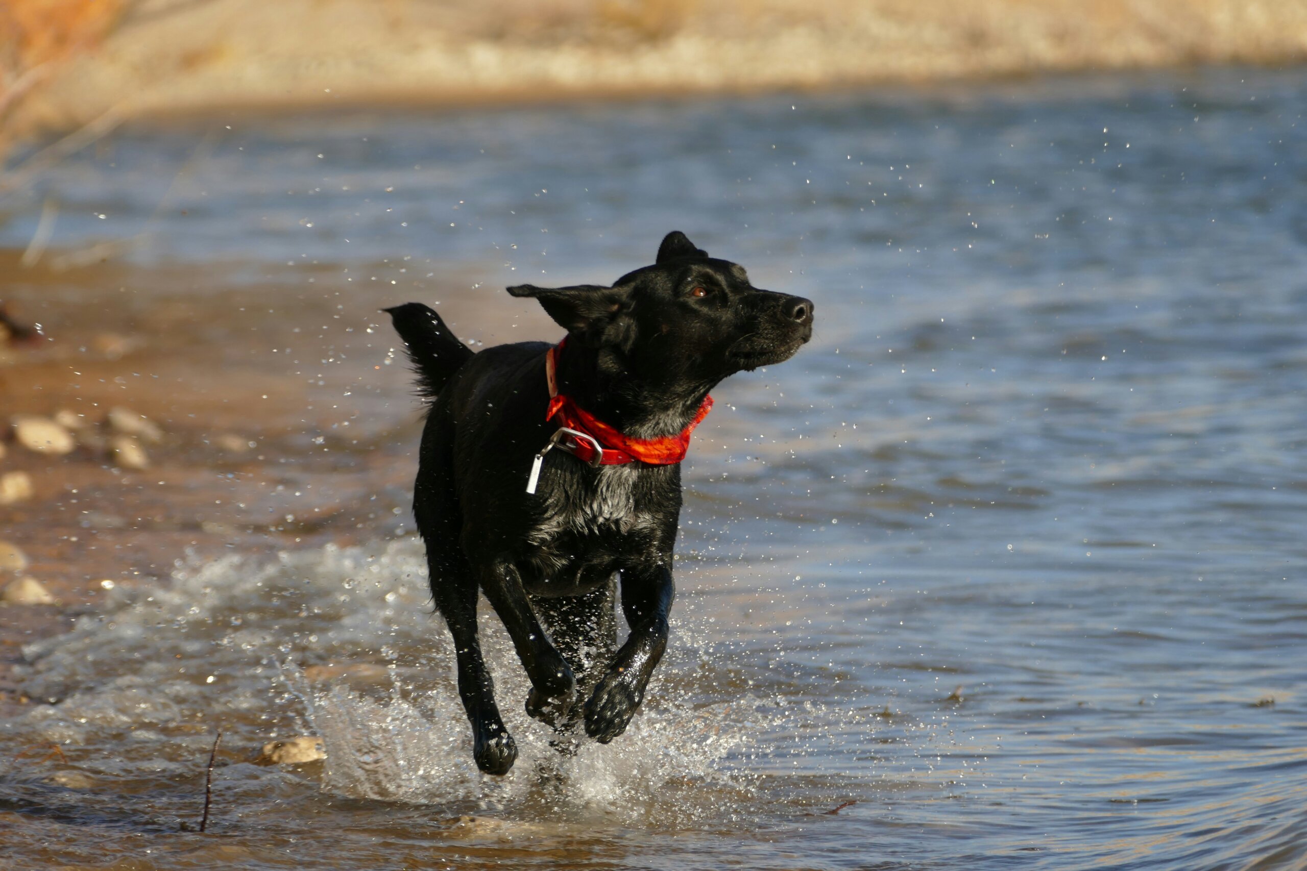 dog running