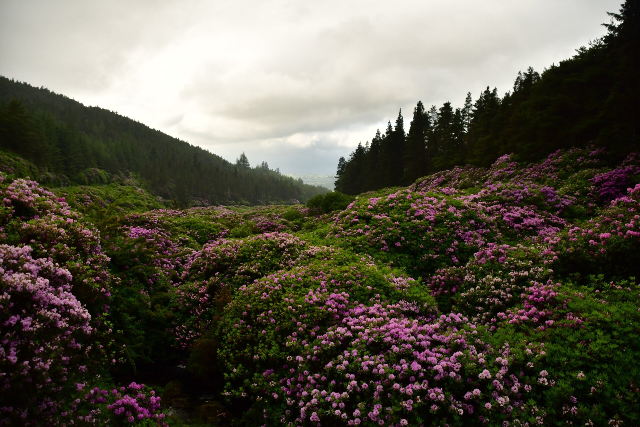 Rhododendron plants/flowers in Knockmealdown Mountains, The Vee Pass, County Tipperary, Ireland
