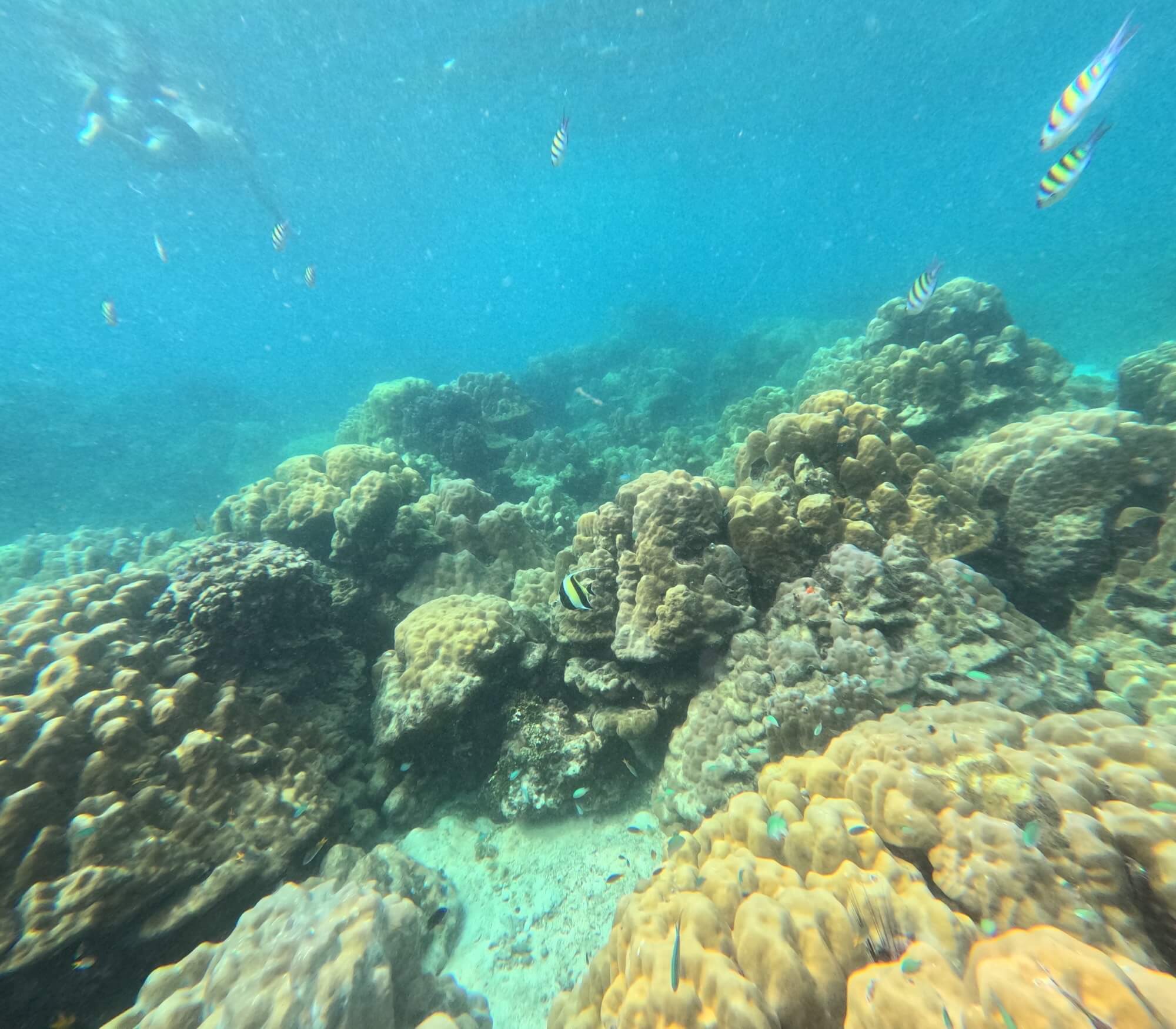 Coral reefs around dive spot 1! 