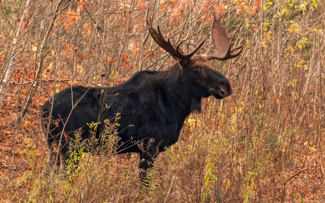 Moose in Michigan