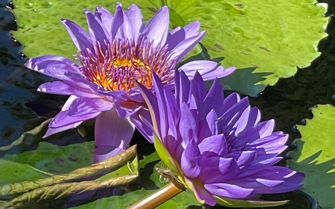 Giant Water Lilies