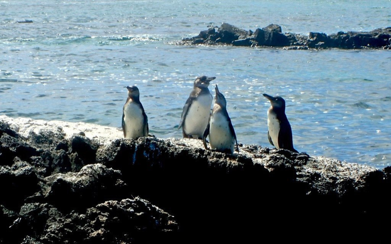 Galapagos Islands