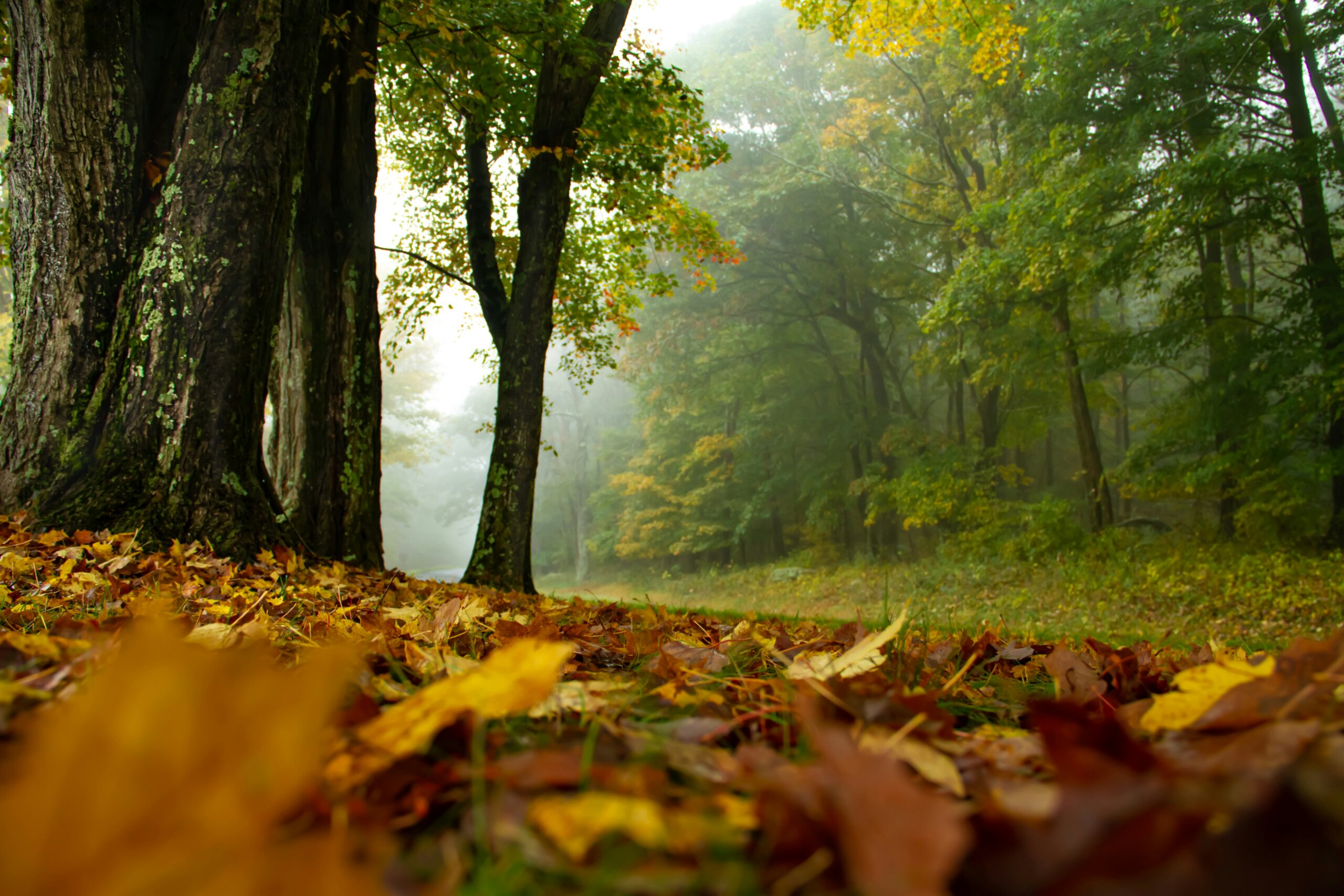 shenandoah national park