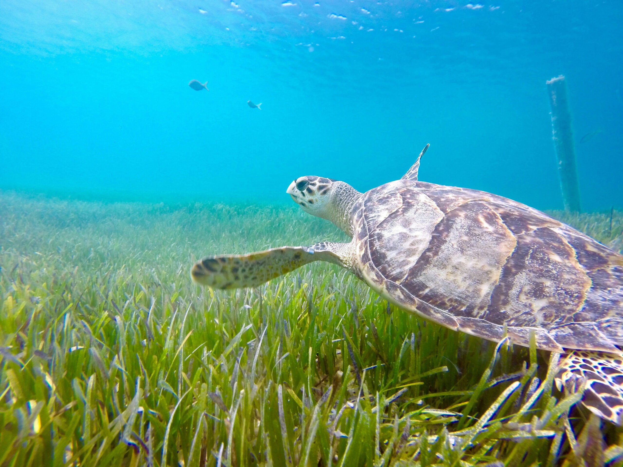 playa kenepa grandi, curaçao