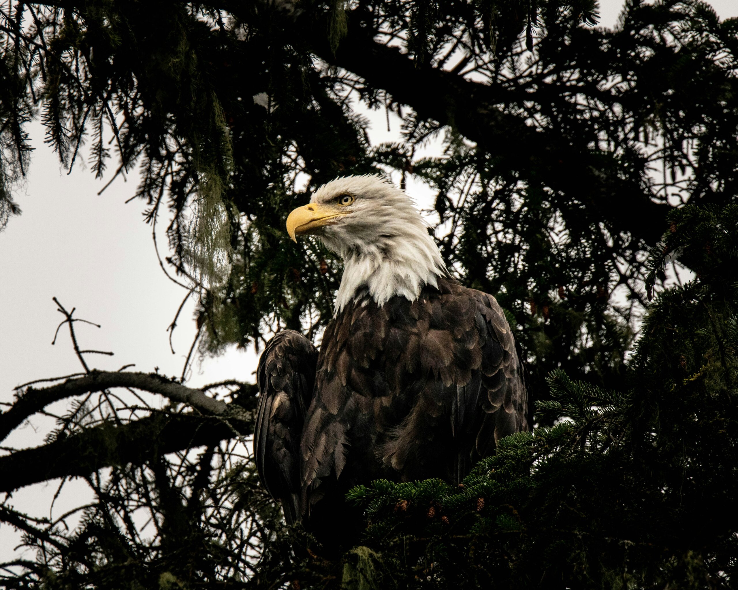 bald eagle in sitka, ak