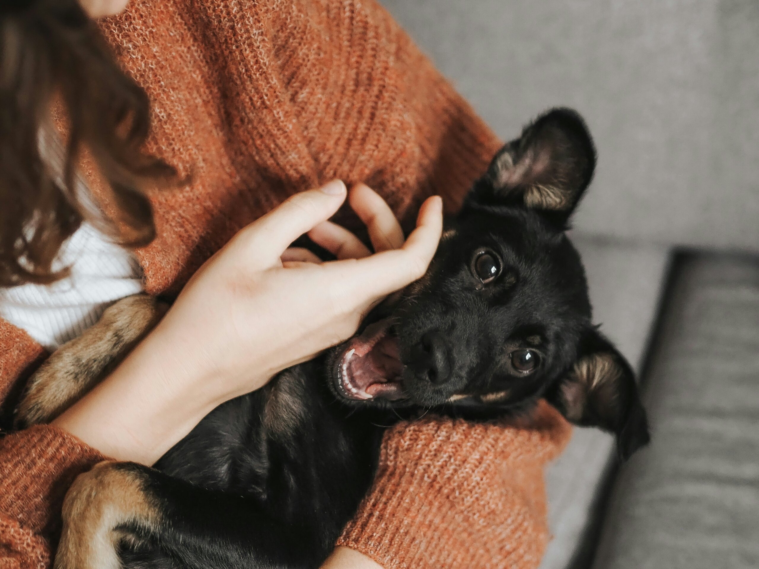Dog hug