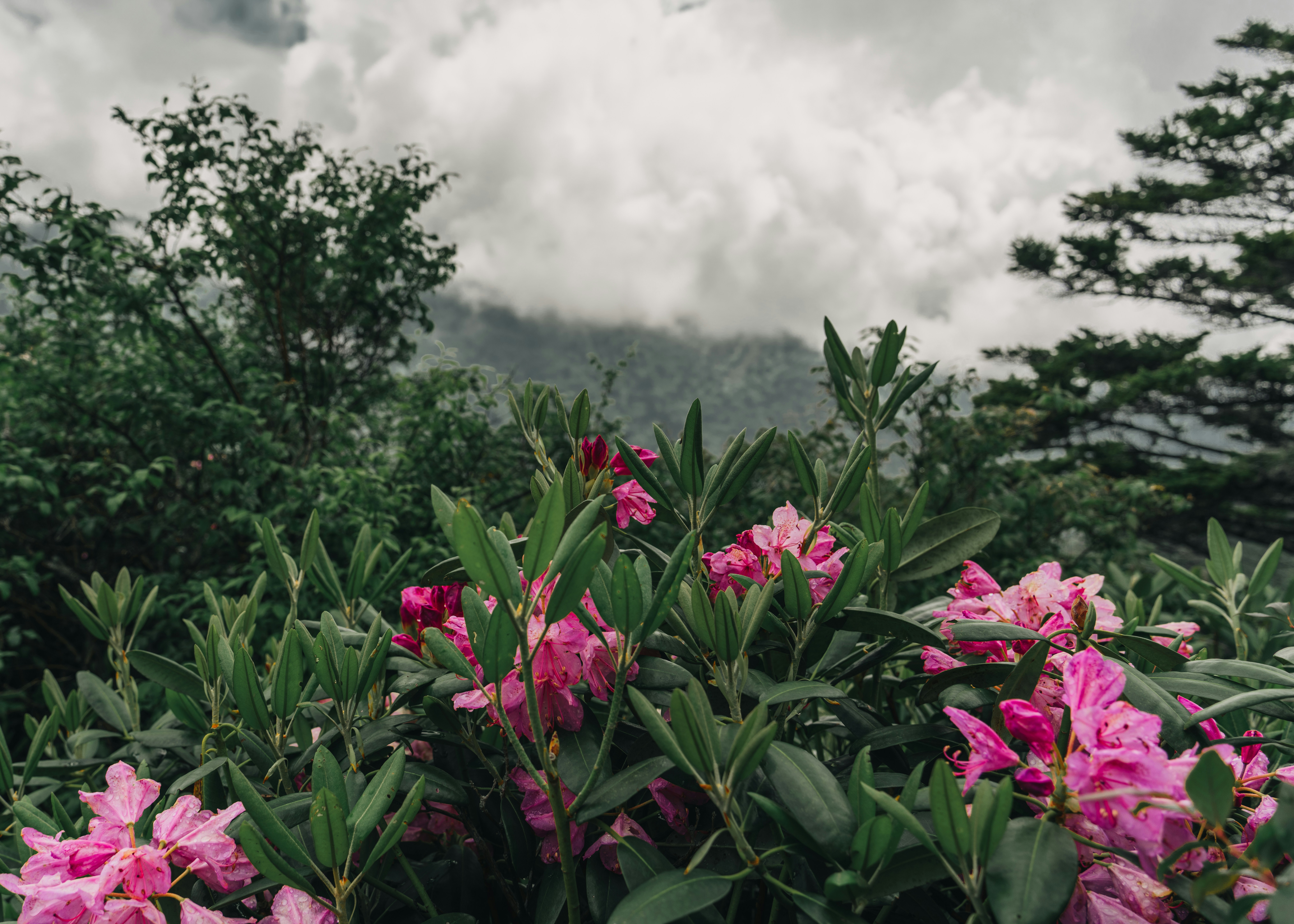 great smoky mountains national park