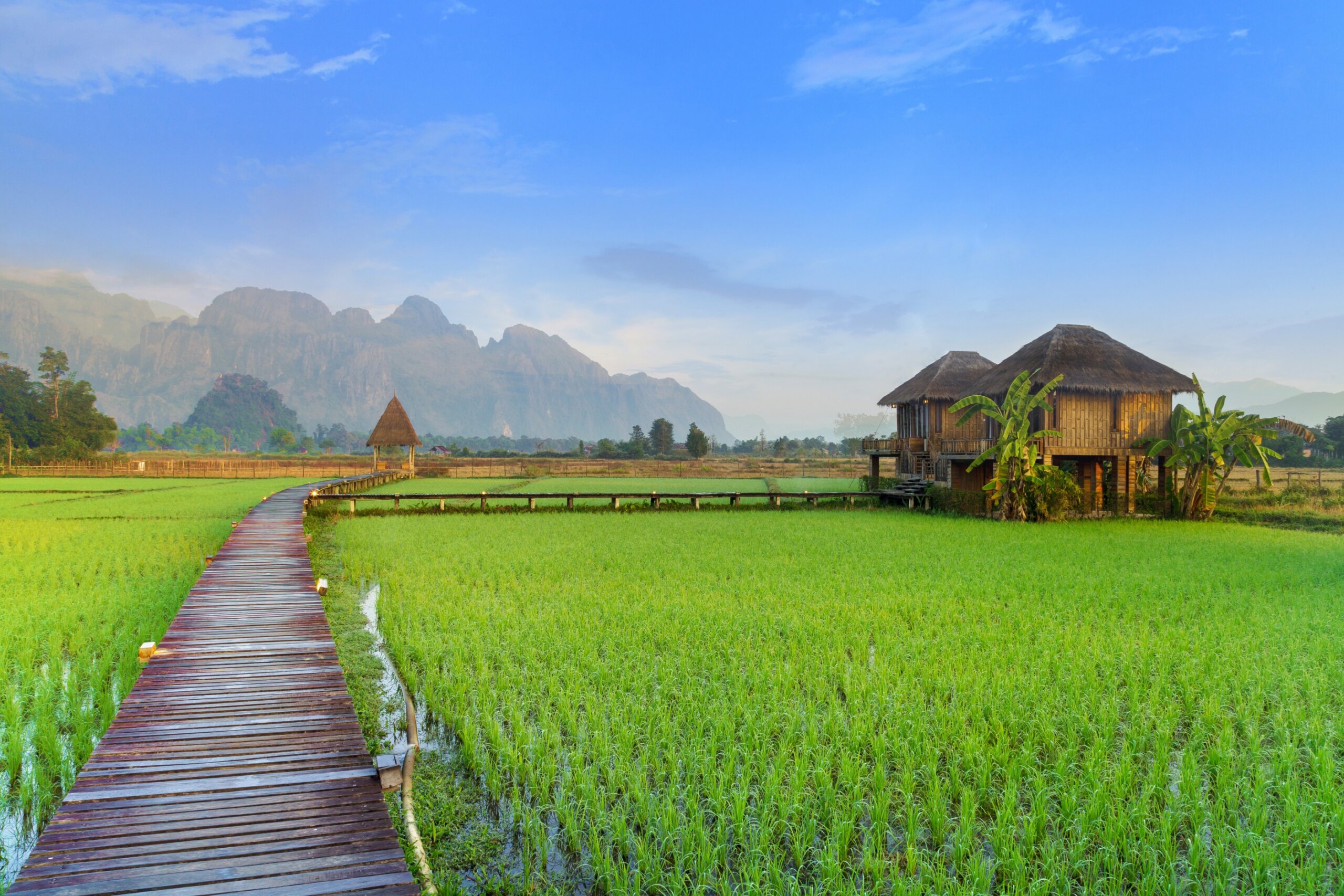 Rice fields in Vang Vieng Laos with limestone mountains in the background