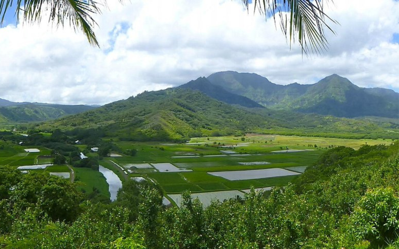 Hanalei River