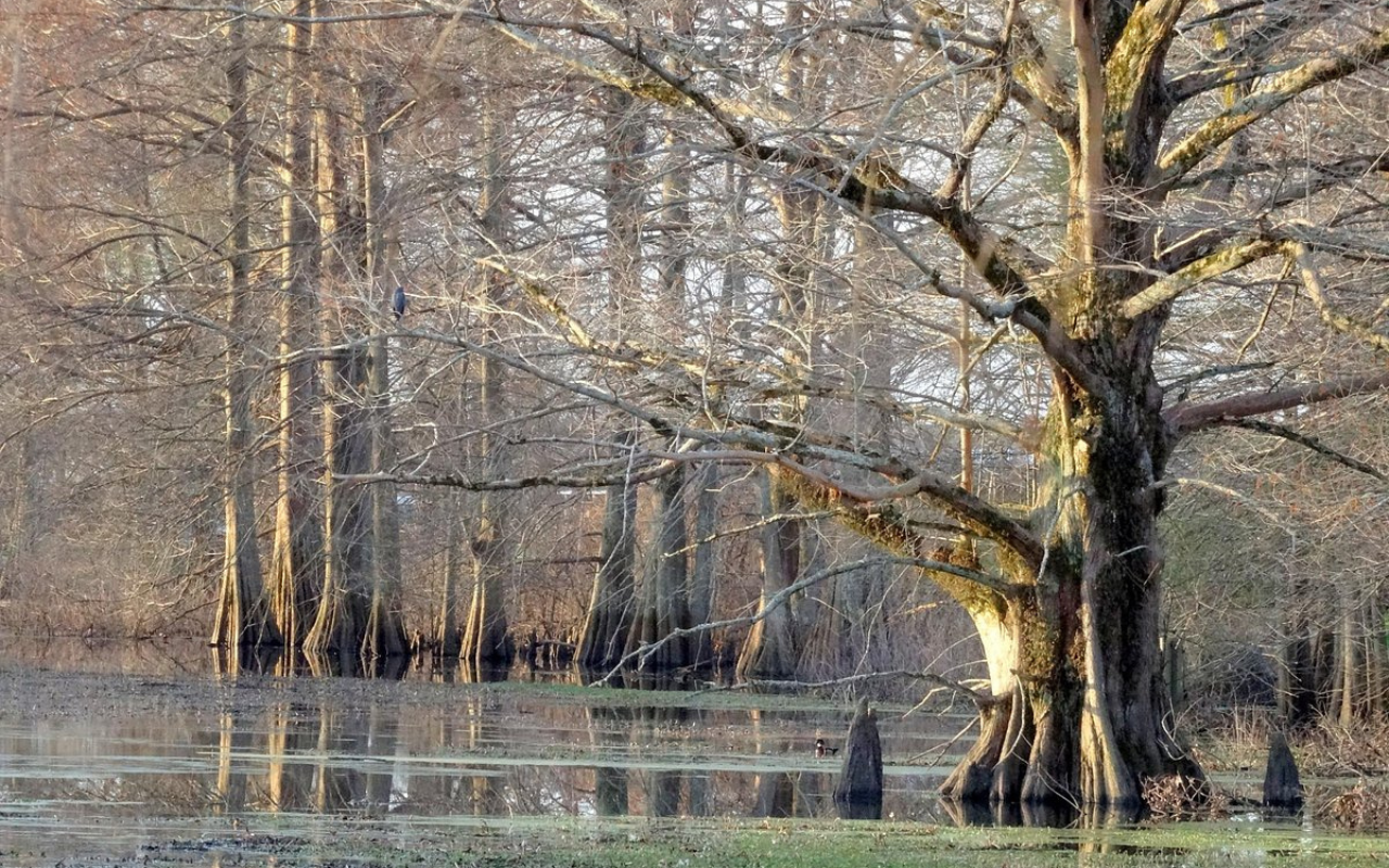 Tallulah River