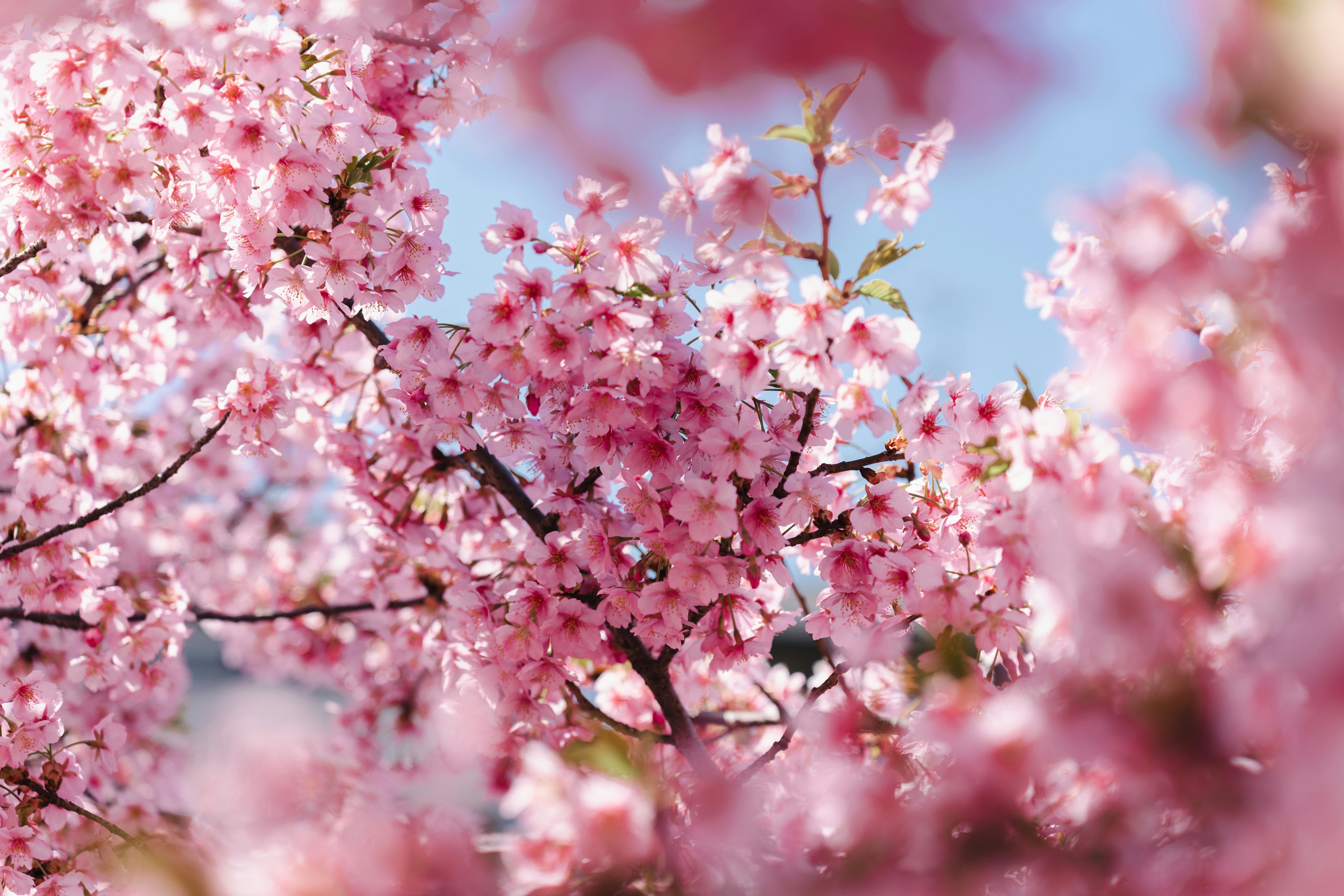cherry blossoms