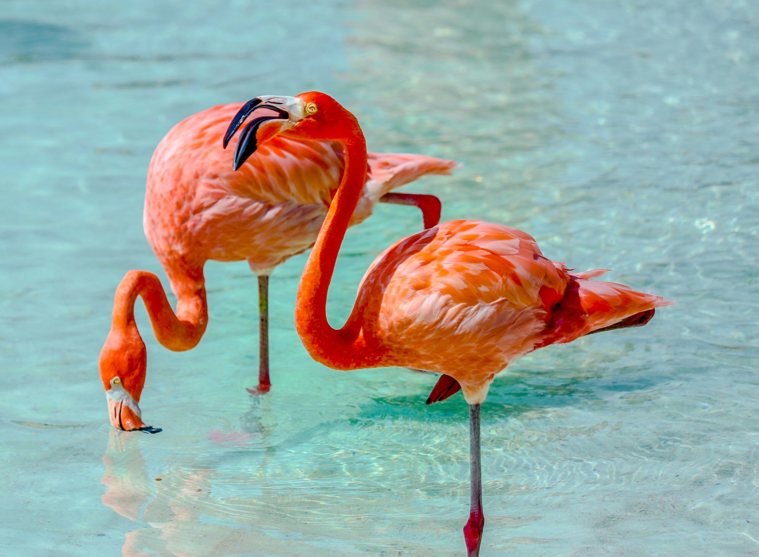 aruba