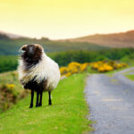 Sheep marked with colorful dye grazing in green pastures of Ireland