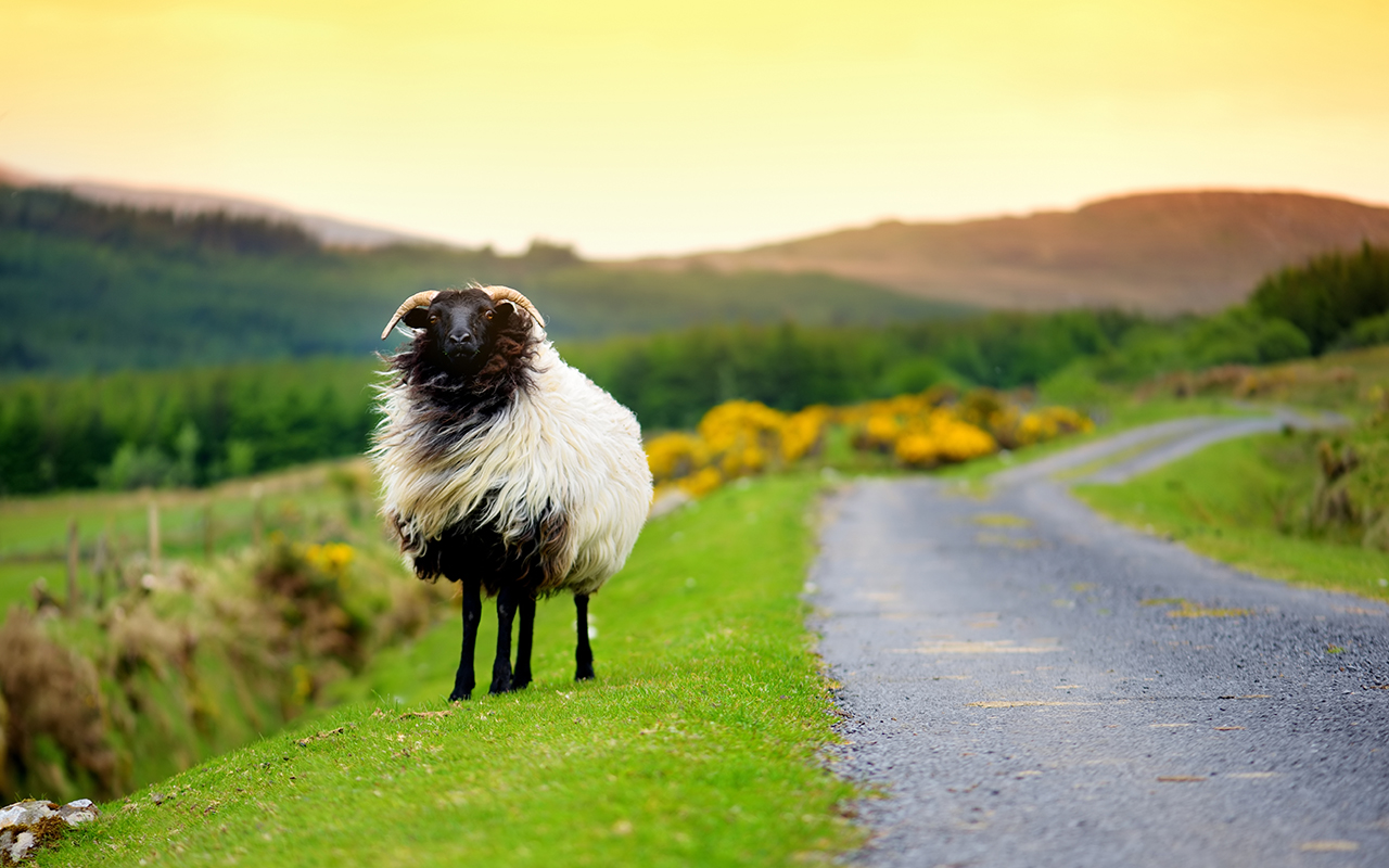Sheep marked with colorful dye grazing in green pastures of Ireland