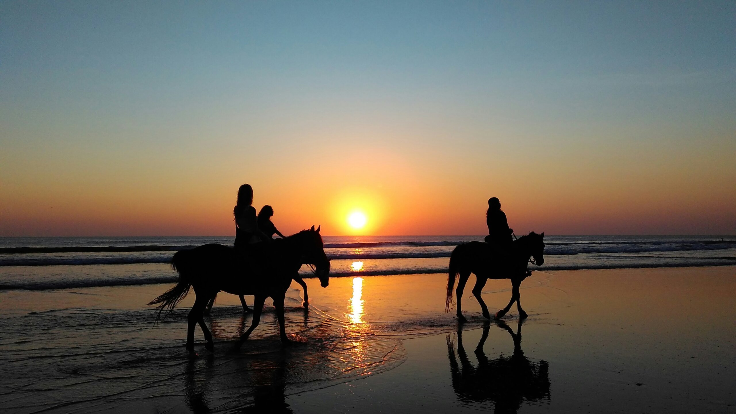 horses on the beach