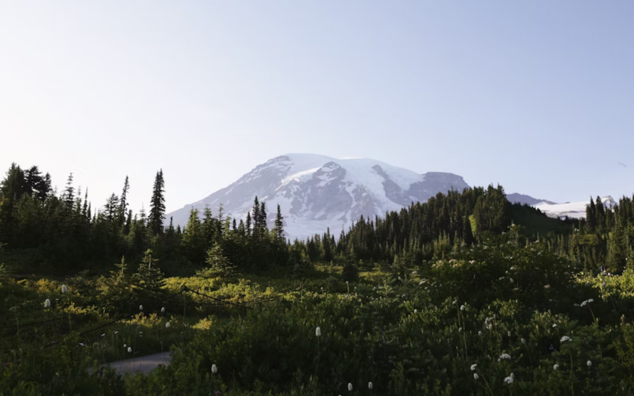 A dense, lush forest rests in front of a massive snowcapped volcano in Mount Rainier National Park.