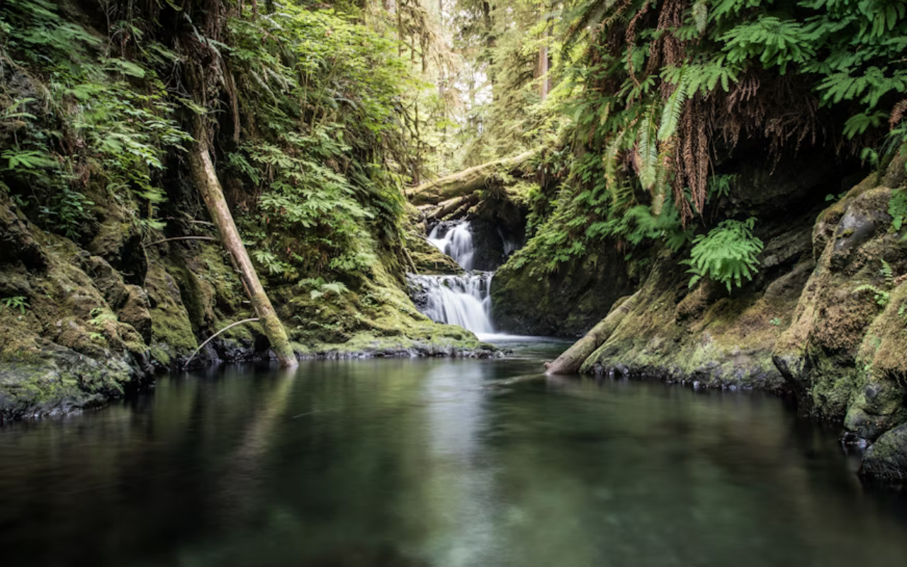Small waterfall pours into clear water in the forest of Olympic National Park.