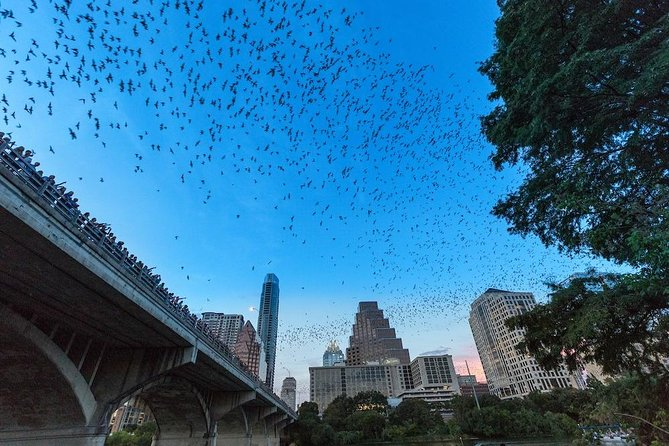 Bats at Congress Avenue Bridge in Austin