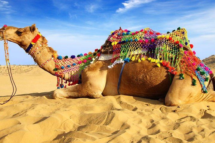 Pushkar Camel Fair